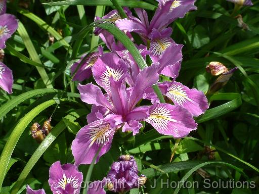 Iris Calif 1 